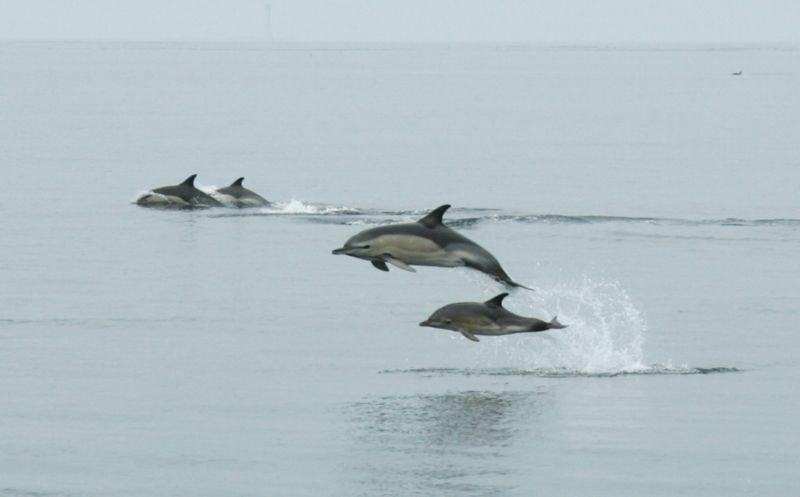 Dolphins seen off the Pembrokeshire coast