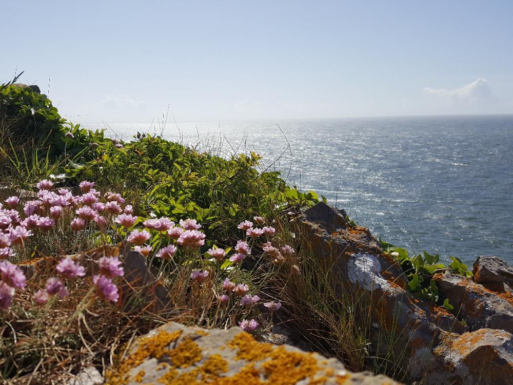 Wildflowers on the coastal path at Pembroksehire