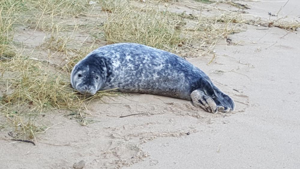 Seal on beach at Barafundle Bay Pembrokeshire