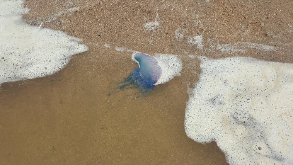 Portugese Man o War Pembrokeshire