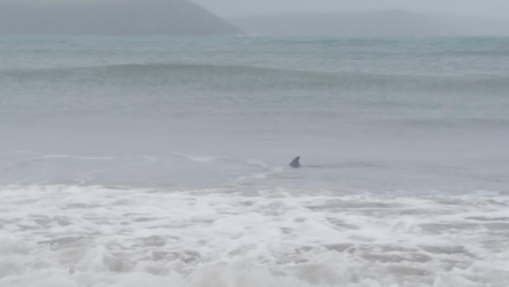 Dolphin swimming in Pembrokeshire