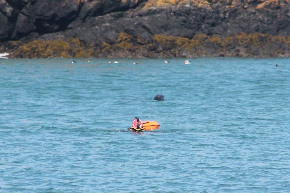 Sea swimmer and seal in Pemberokshire