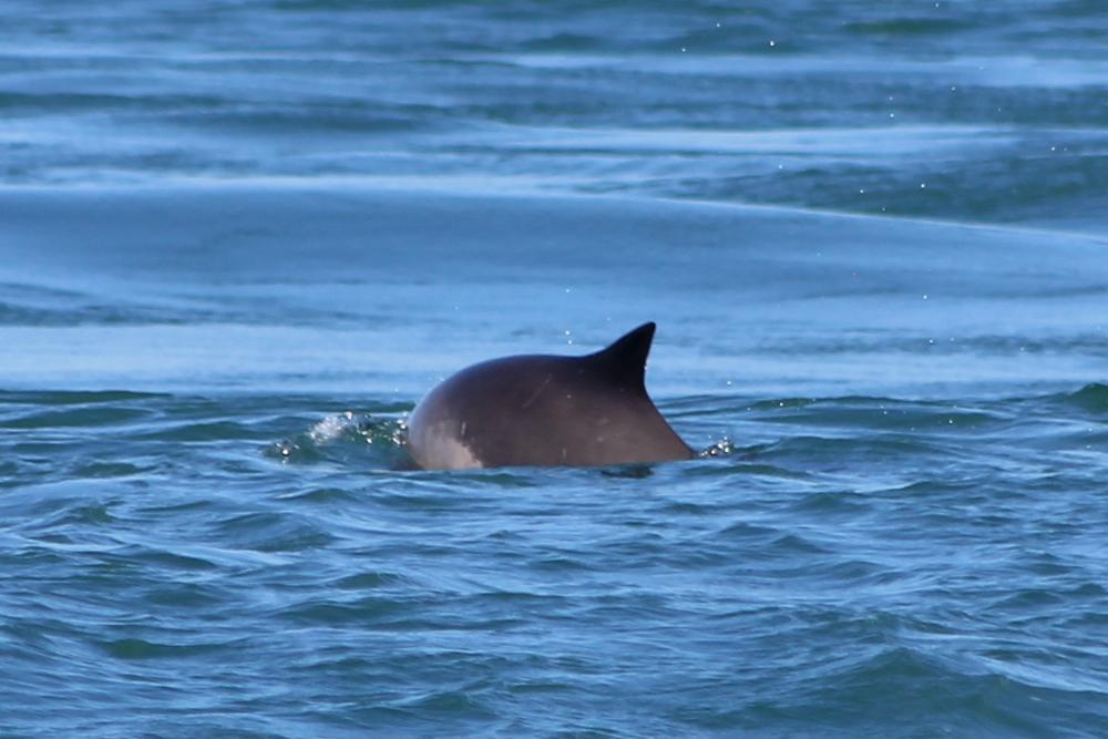 Wildlife around the Pembrokeshire coastline