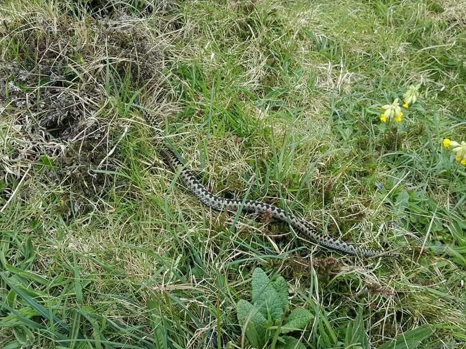 Adder in Pembrokeshire