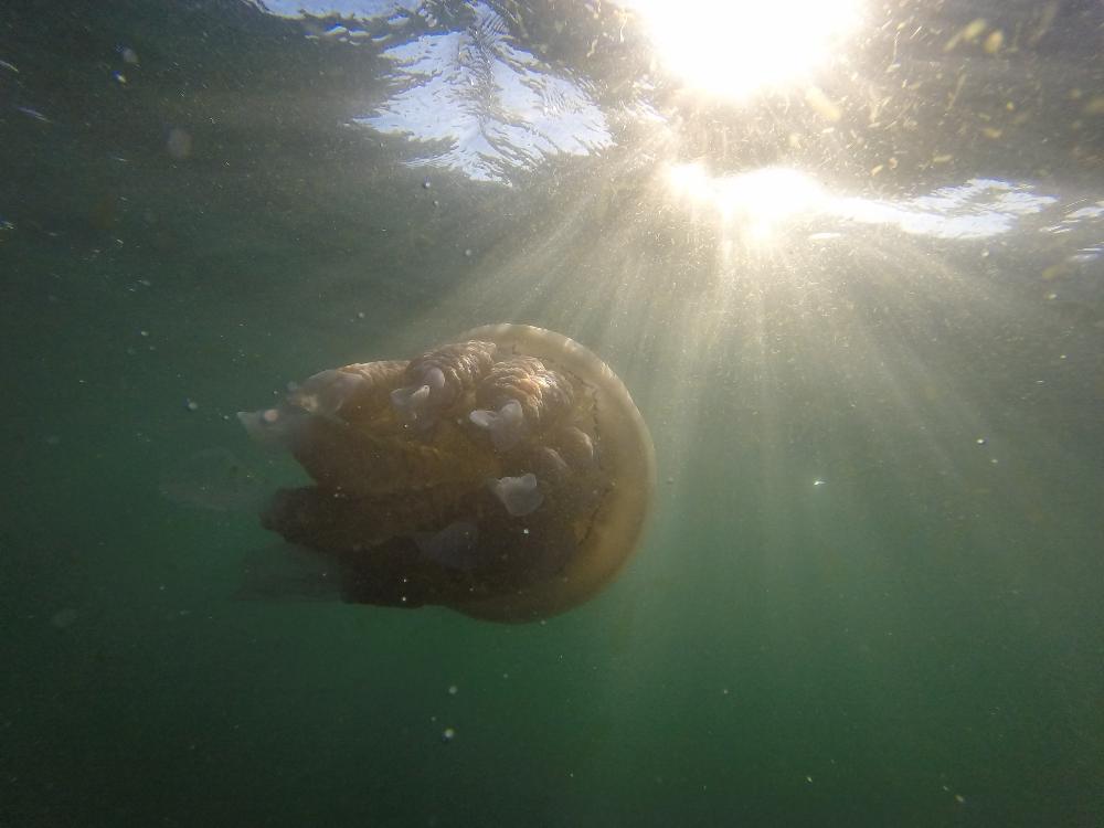 Swimming with Jellies