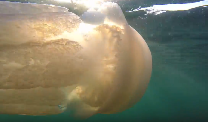 Barrel jellyfish seen when open water swimming