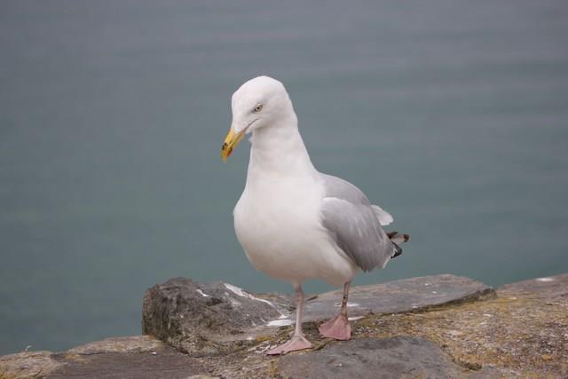seagull in Pembrokeshire