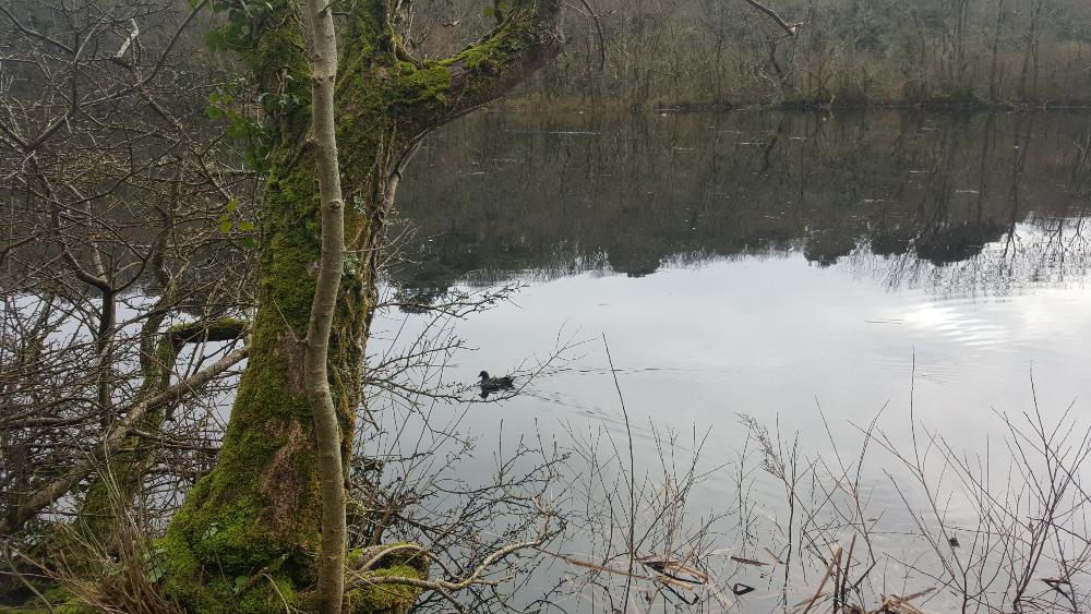 Pembrokeshire is a bird watchers paradise