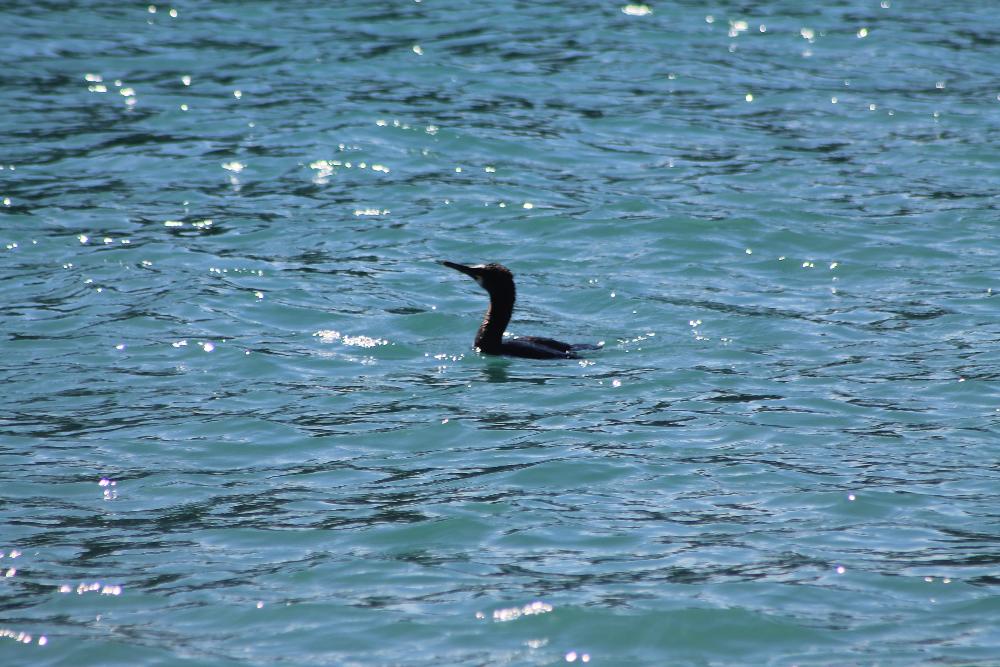 Bird watching off the Pembrokeshire coast