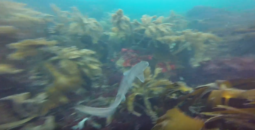 Dogish are common in seas around Pembrokeshire