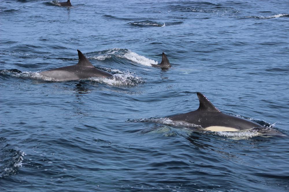 Sea swimming with dolphins in Pembrokeshire