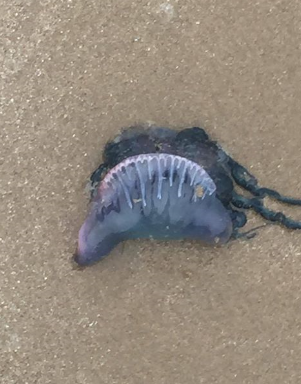 Portugese Man 'o War washed up on a beach in Pembrokeshire