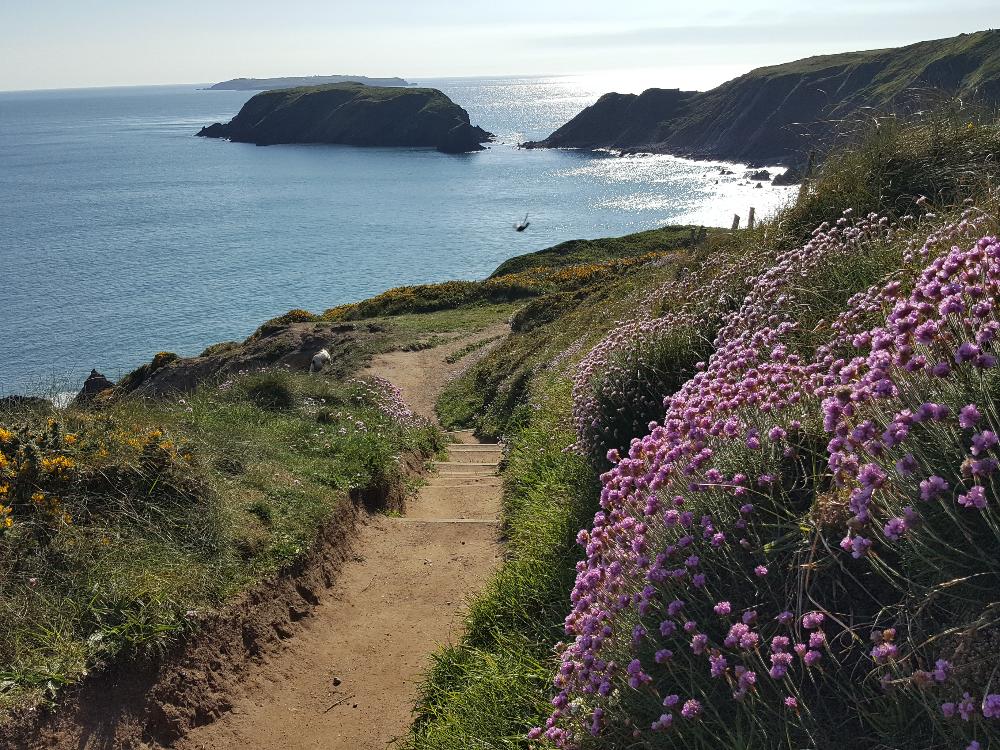 Wildflowers in Pembrokshire