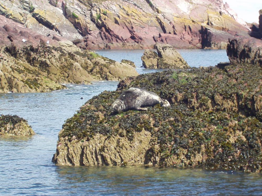 A seal lazing in the sun in Pembrokeshire