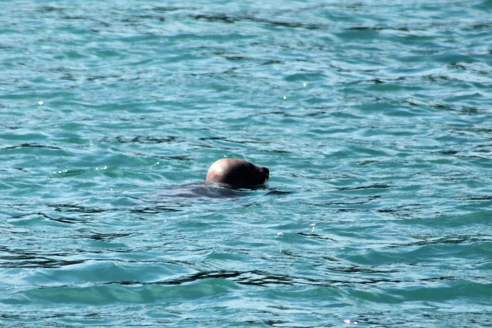 Seals may come to look at you when you are swimming