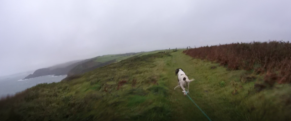 Swimrunning with a dog