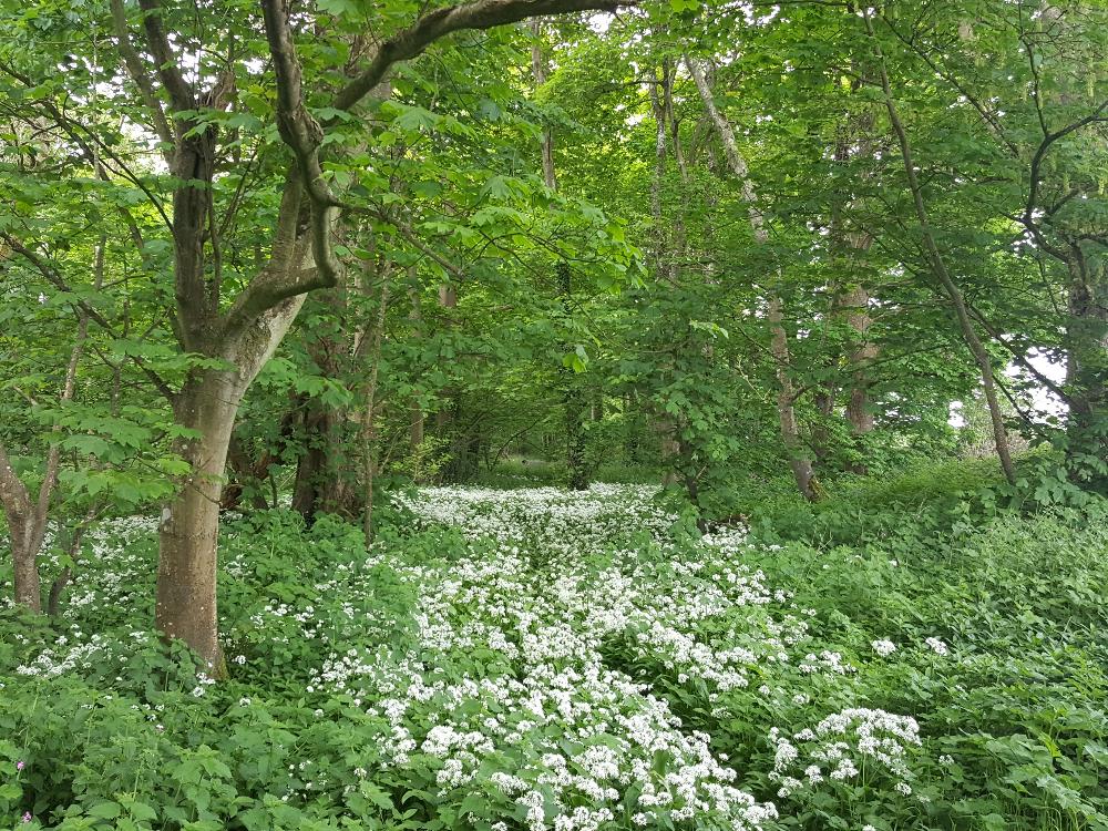 Wild garlic near Barafundle Bay