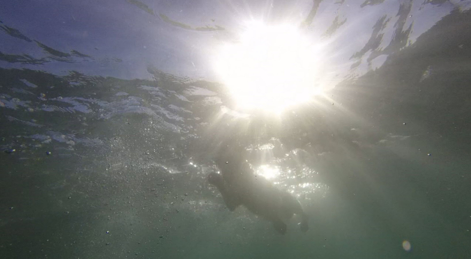 Sea Swimming with a Dog