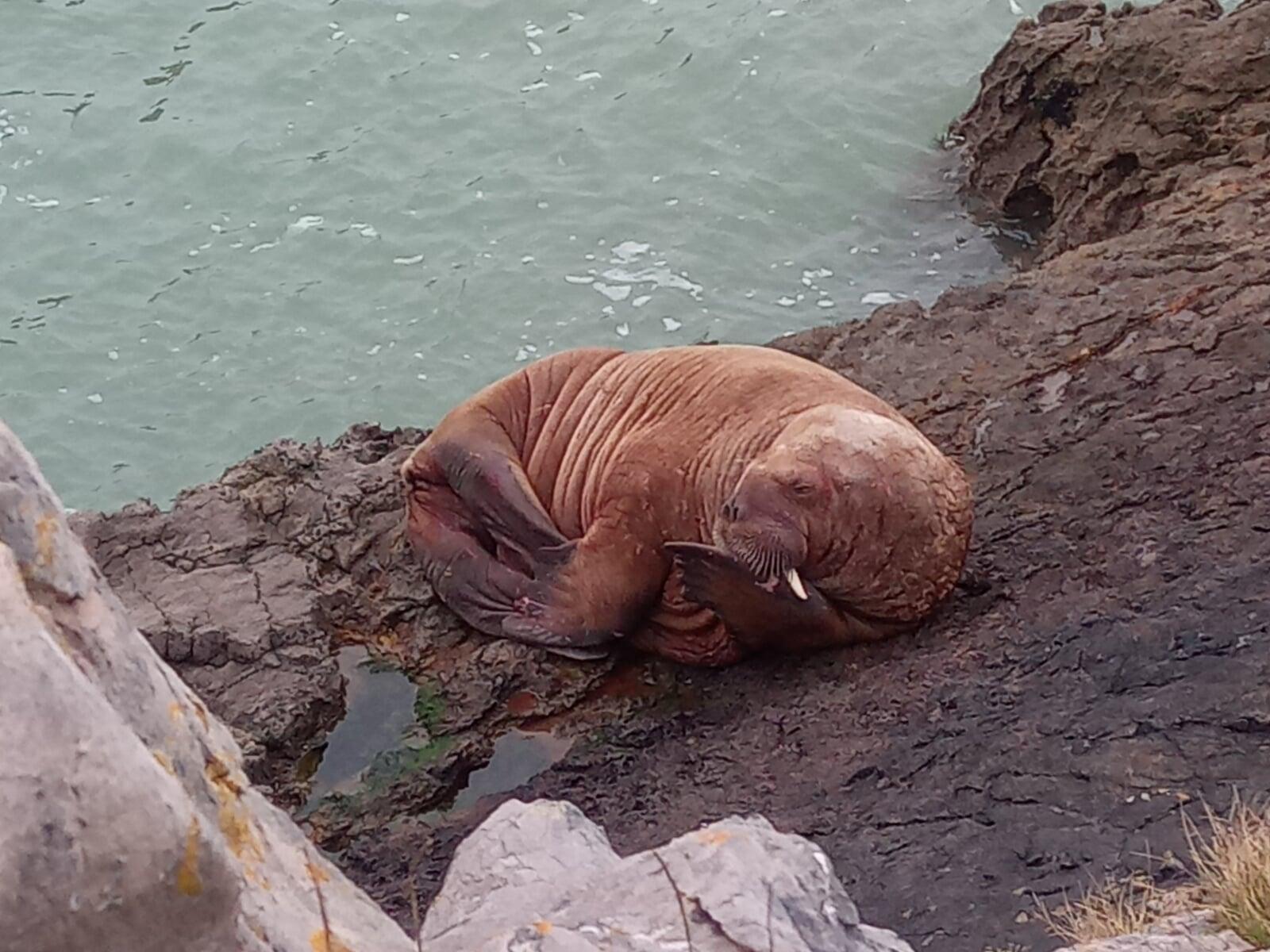 Five Years After Wally